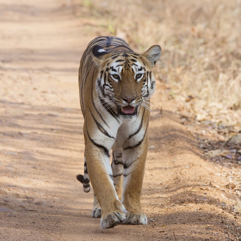 kanha-wildlife-tour