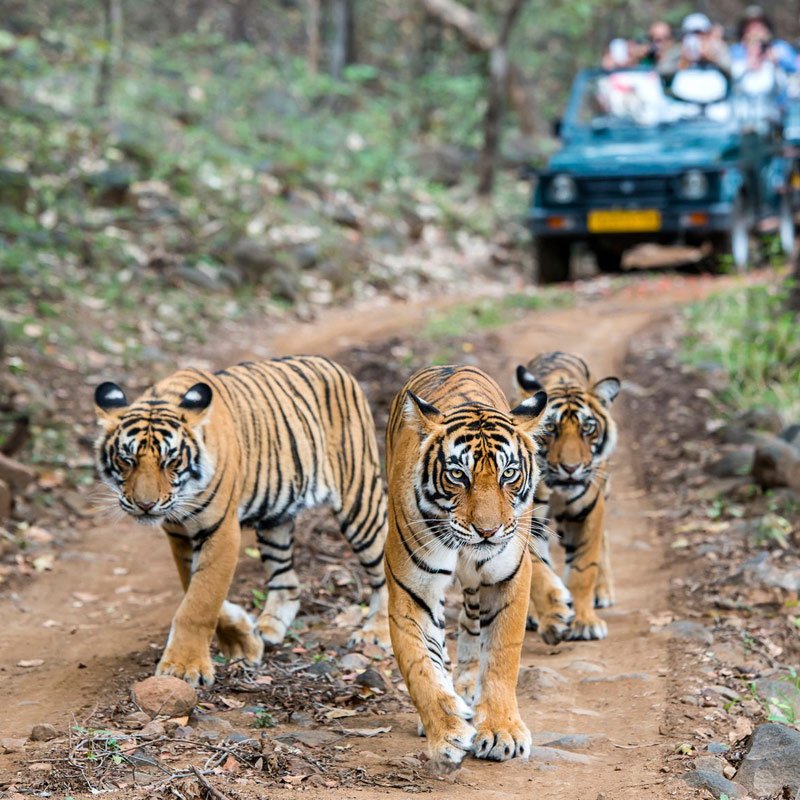 ranthambore-weekend-tour