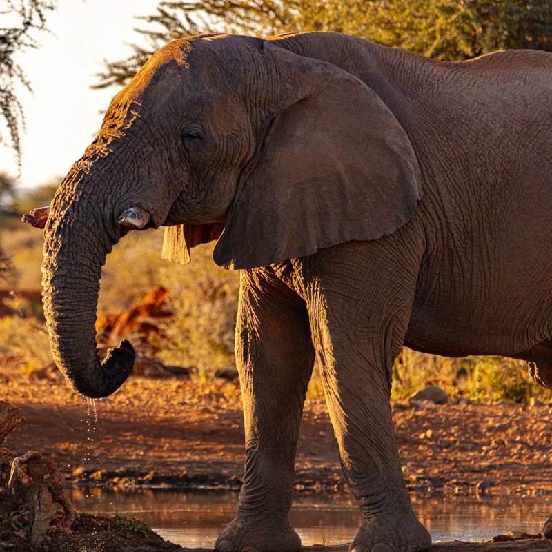 south-india-wildlife-tour